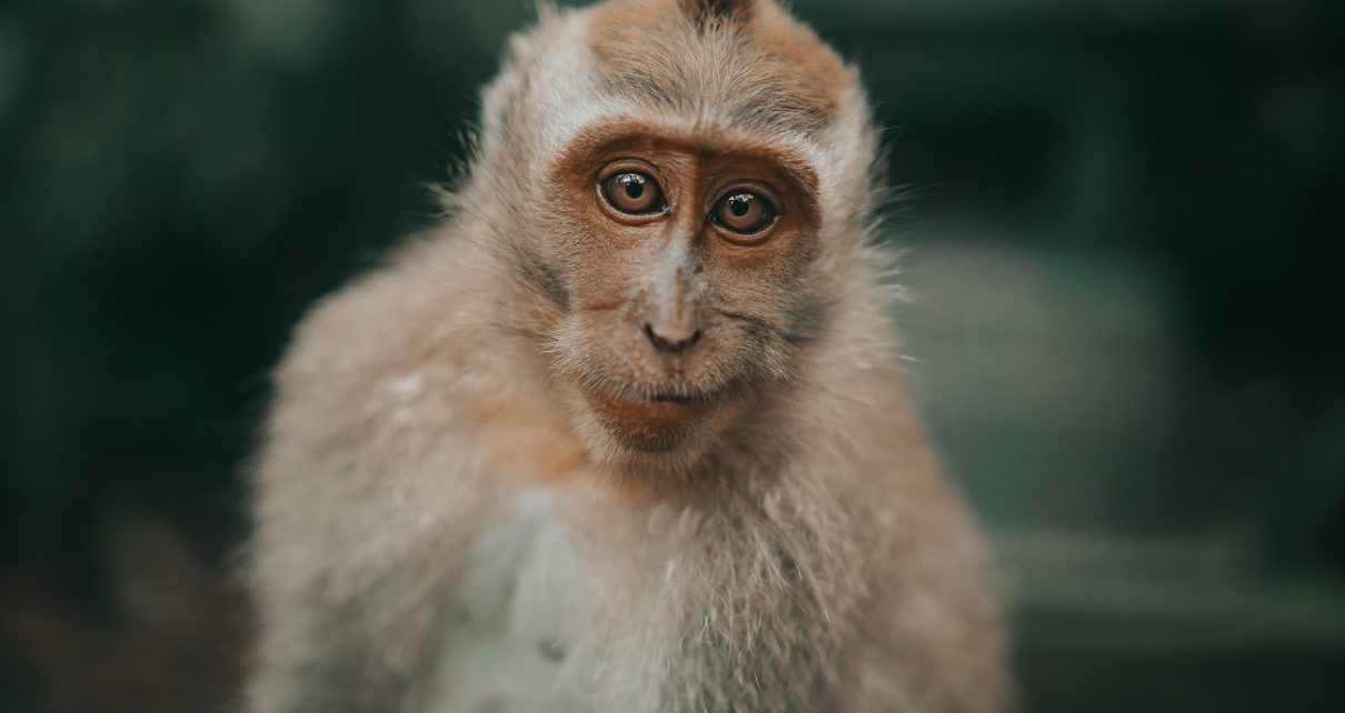 10-Year-Old Girl Hospitalized After Terrifying Monkey Attack on Vacation in Bali