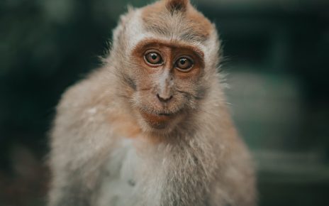 10-Year-Old Girl Hospitalized After Terrifying Monkey Attack on Vacation in Bali