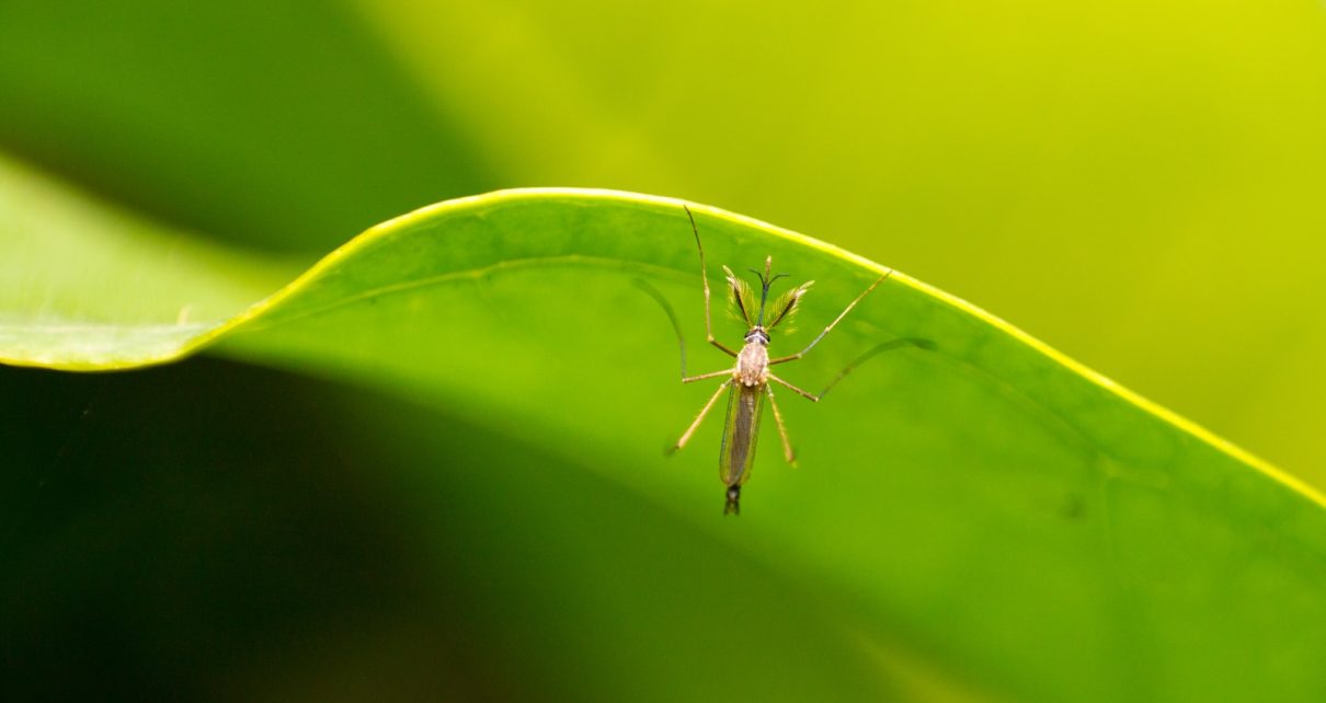 “Bali Residents Rejoice: Mass Release Of Mosquitos Postponed By Health Officials”