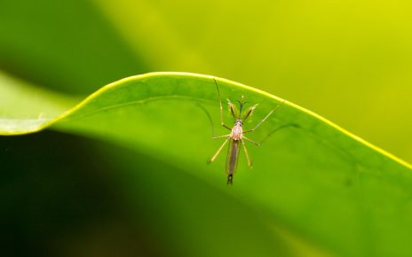 “Bali Residents Rejoice: Mass Release Of Mosquitos Postponed By Health Officials”