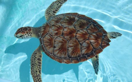 “Saving Sea Turtles: Andaz Bali and Hyatt Regency Bali Unite to Protect Sanur’s Sea Turtle Village”