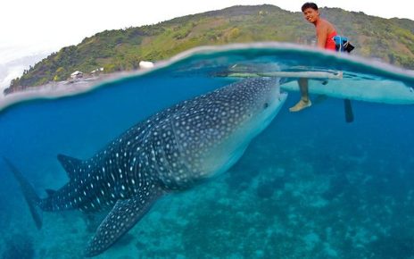 “Miraculous Escape! Stranded Whale Shark Saved from Certain Death After Being Pushed Back into the Sea”