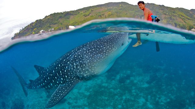 “Miraculous Escape! Stranded Whale Shark Saved from Certain Death After Being Pushed Back into the Sea”