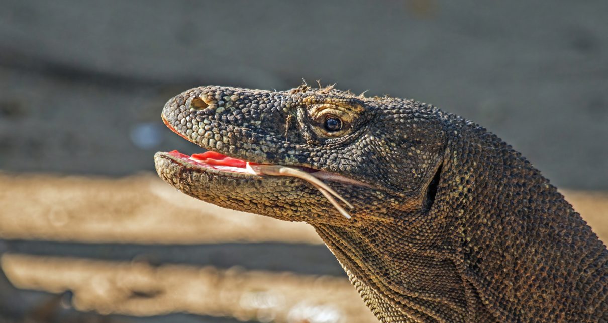 Labuan Bajo officials foil smuggling attempt of young Komodo dragon