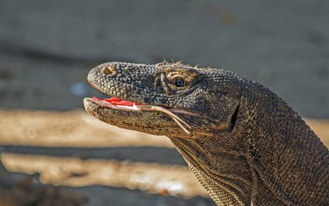 Labuan Bajo officials foil smuggling attempt of young Komodo dragon