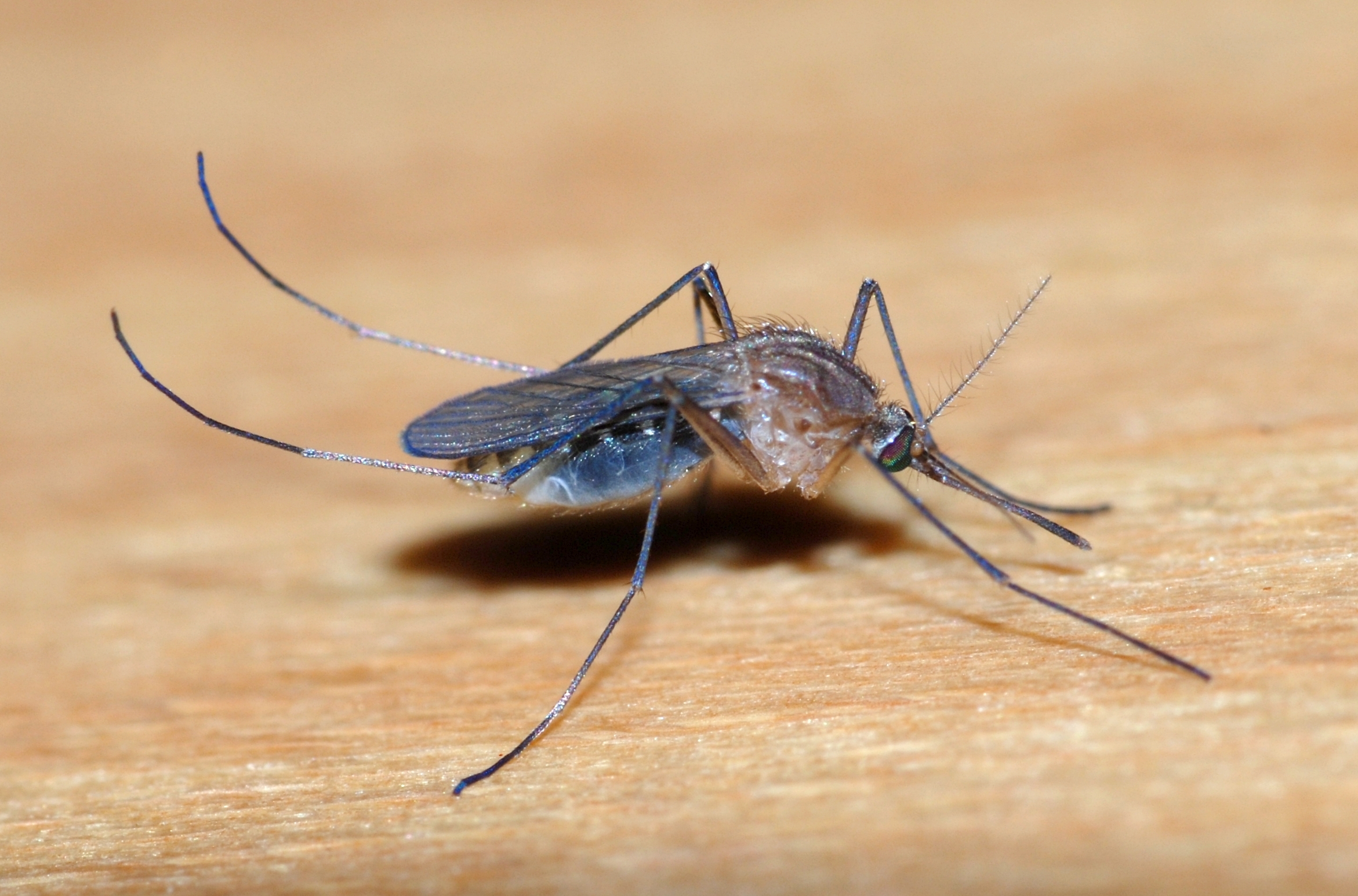 Health Concerns Over‍ Mass Release ‍of Mosquitos in ⁣Bali