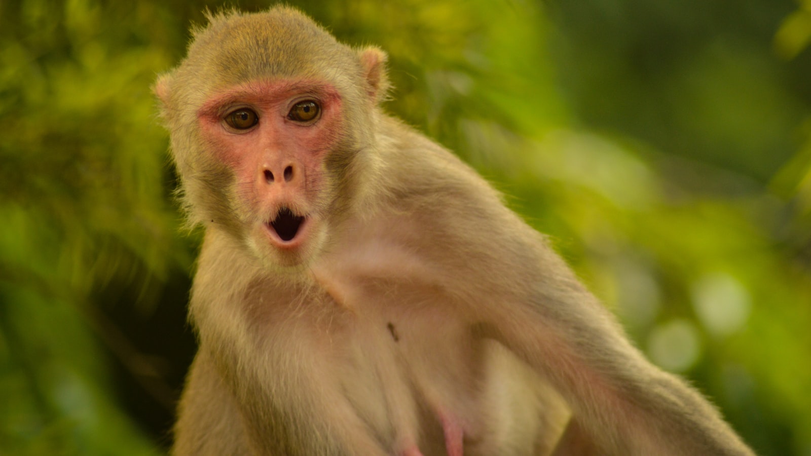 2. Understanding the Risks: How Monkey Bites Can Lead to Serious Medical Complications