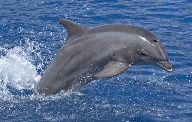 Dolphin Watching Tours: A ⁢Must-Do Activity in Bali's Crystal Clear Waters