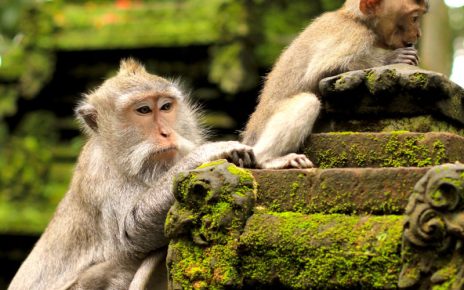 Tourists Must Take Risk Of Rabies Seriously In Bali