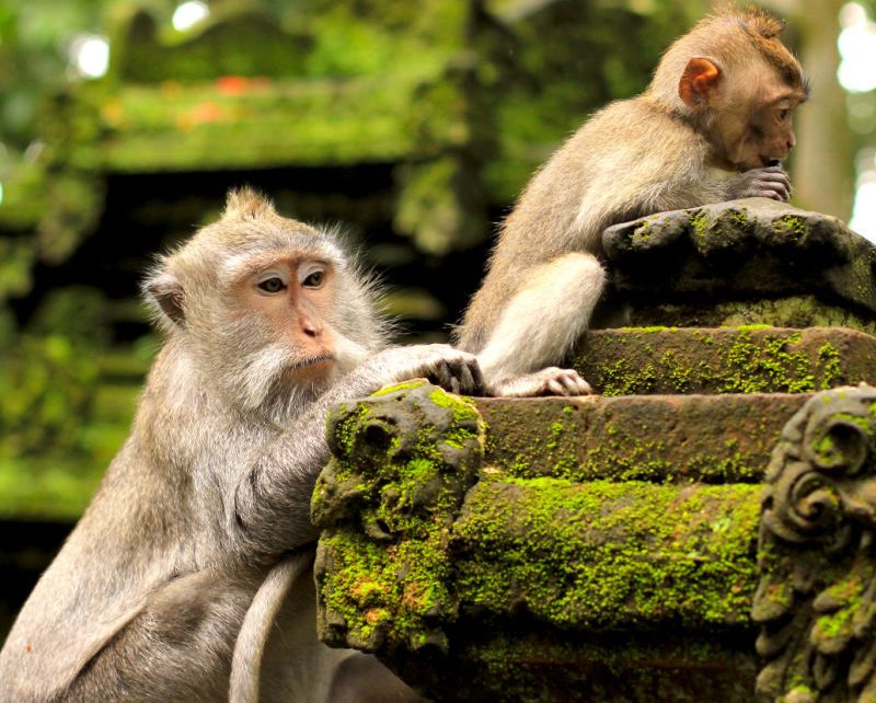 Tourists Must Take Risk Of Rabies Seriously In Bali